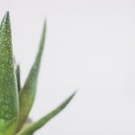 aloes na tatuaż