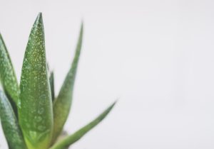 aloes na tatuaż